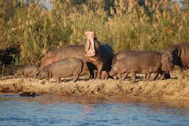 Zambia African Safaris Consultants South Africa Wildlife Africa Wildlife African Safari