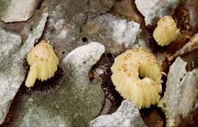 Image result for Stemonitis splendens