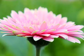 Sure to please in the garden and in the vase. Rosa Flora Home Facebook