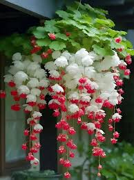 Image result for Begonia princeae