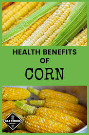 We did not find results for: Health Benefits Of Corn Gardening Channel