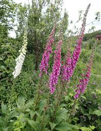 Image result for Digitalis purpurea alba/ red spots