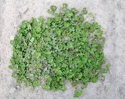 Image result for Trifolium
