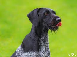 Image result for německý ohař drátosrstý stavba těla