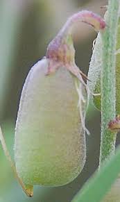 Image result for Crotalaria distans