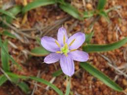 Image result for Xerophyta scabrida