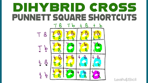 Punnett square showing a dihybrid cross with parents that are heterzygous dominant for both traits. Dihybrid Cross Punnett Squares Mcat Shortcut Mendelian Genetics Part 2 Youtube