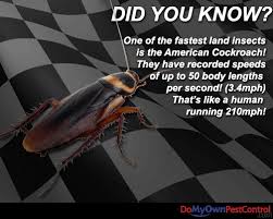Did You Know That One Of The Fastest Land Insects Is The American Cockroach They Have Recorded Speeds Of Up To 50 Bo Roach Control Cockroaches Fun Fact Friday