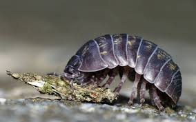 The name 'fireflies' or 'lightning bugs' comes from their ability to glow in the dark. Armadillidium Vulgare Known By Many Common Names Ex Roly Poly Pill Bug Pill Woodlouse A Native Of Various Ranges Across E Pill Bug Woodlice Woodlouse