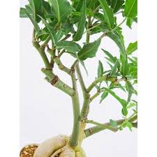 Image result for Adenia repanda