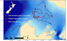 Ike solutions sdn bhd (ike) is fully owned by bumiputera entrepreneurs. Insight Into The Kinematics Of Blue Whale Surface Foraging Through Drone Observations And Prey Data Peerj