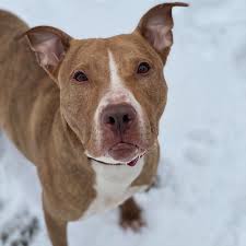 We have the perfect dogs waiting for you to adopt. Patchogue Animal Rescue Group Gears Up For Texas Relief Mission Greater Long Island