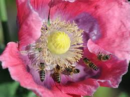 See more of bienen & hummeln im garten on facebook. Bienennest Im Garten Infos Und Verhaltenstipps