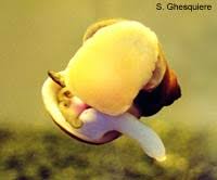 However, it's worth noting that they usually mate with another snail in order to produce reproductive cells. Reproduction