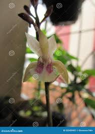 Image result for Oeceoclades maculata × quadriloba