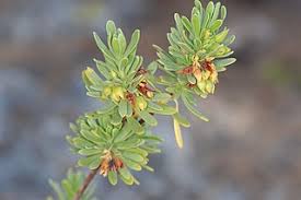 Image result for Suriana maritima