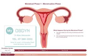 What Are The Phases Of Menstruation — Gynaecologist Brisbane