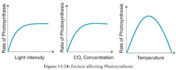 Factors Affecting Photosynthesis