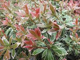 Image result for Pieris japonský obrázek