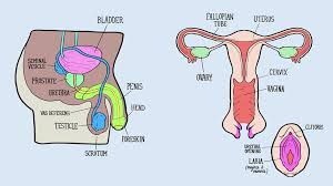 A canal through the cervix allows sperm to enter and menstrual blood to exit. Male And Female Reproductive Systems Harder To Label For Some Than Others