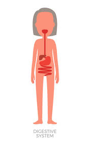 Vector illustration of isolated on white woman s body with gastric tract color image and colon organ. Digesteve System Female Organism Internal Build Vector Illustration Of Isolated On White Woman S Body With Gastric Tract Color Image And Colon Organ Ù…ÙˆÙ‚Ø¹ ØªØµÙ…ÙŠÙ…ÙŠ