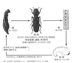 合板の防虫・防蟻・防腐について | 練馬・板橋で注文住宅ならアセットフォー