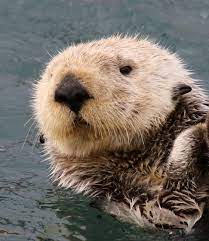 Southern Sea Otter Enhydra Lutris Ssp Nereis Otters Cute Sea Otter Sea Cow