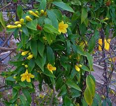 Image result for Gelsemiaceae