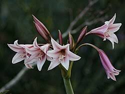 Image result for Crinum aurantiacum
