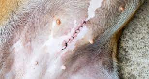 Check spelling or type a new query. Incisions And Healing Petcoach