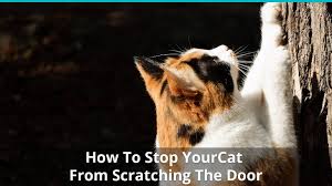 Feliway.com has been visited by 10k+ users in the past month How To Stop Your Cat From Scratching The Door