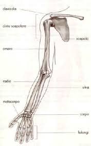 Si compone di ossa, articolazioni (o giunti articolari) e muscoli, tutti elementi di derivazione mesodermica. Apparato Scheletrico