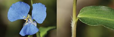 Image result for Commelina