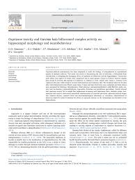 Garcinia Kola Seeds Of Various Sizes Download Scientific Diagram