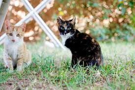 Pada sebelah malam, cuba pasang lampu di bahagian garaj rumah anda. 6 Cara Berkesan Elak Kucing Berak Kencing Merata Rata