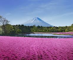 If you already have one of these great plants in your garden now is a great time to fertilize with a rhododendron and azalea fertilizer and top dress with a compost or mulch like sea soil. The Most Beautiful Spring Flowers In Tokyo And Where To See Them Time Out Tokyo