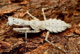 Image result for Gonatopus petiolulatus