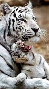 Pin On On Stand By Pics Board