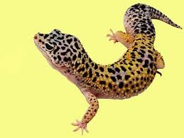 A subreddit dedicated to love of leopard geckos. Leopard Gecko Reptiles Animals Background Wallpapers On Desktop Nexus Image 633698