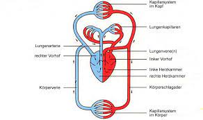 Https Www Shtv De Wp Content Uploads 2015 11 Anatomie Physiologie Herz Kreislauf System Pdf