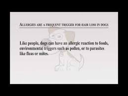 This is normal — and not true hair loss. Why Is My Alaskan Malamute Losing Clumps Of Fur 2021 The Dog Visitor