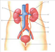Label the bolded structures and color specified color. Solved Urinary System Generala Label The Figure By Placing The Chegg Com