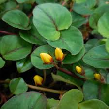 Image result for Lysimachia