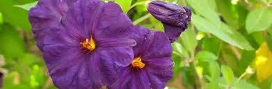 Image result for Lycianthes rantonnetii