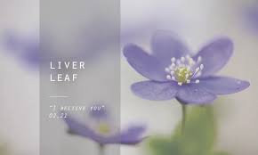 liver leaf 雪割草 floriography language of flowers 花言葉 誕生花 timeless edition 誕生花 花言葉 ミスミソウ