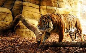 Download Free Wallpapers Most Viewed High Quality Backgrounds Animal Wallpaper Tiger Wallpaper Tiger Images
