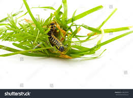 Caterpillar Yellow Form Butterfly Cucullia Lactucae Stock