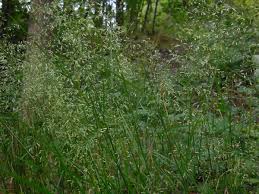 Image result for Avenella flexuosa