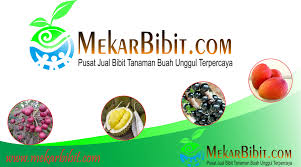 Tanaman dan bibit yang aku beli terbukti bibit unggul dan kualitas terbaik. Jual Bibit Buah Unggul Termurah Terlengkap Di Magelang Mekar Bibit