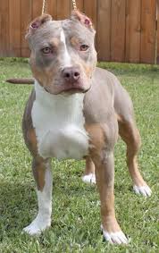Tiger Stripe Black And Brown Pitbull Light Tri Colored Pit Cute Dogs Dogs American Pitbull Terrier
